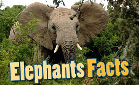 大象鼻孔|象生活 Facts about Elephants